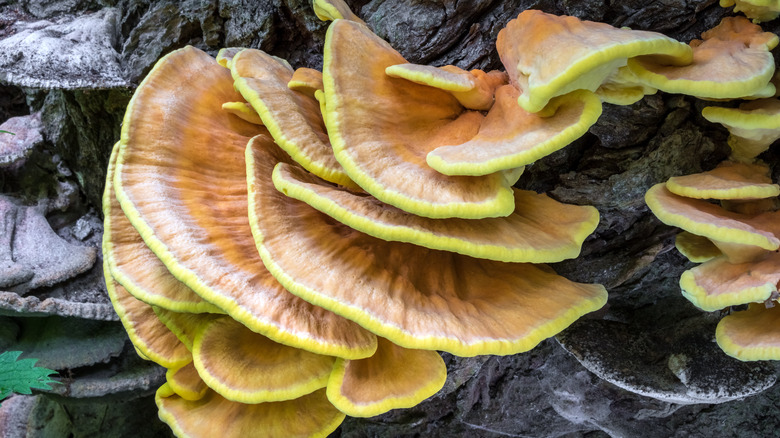 The Mushroom That Tastes Like Fried Chicken