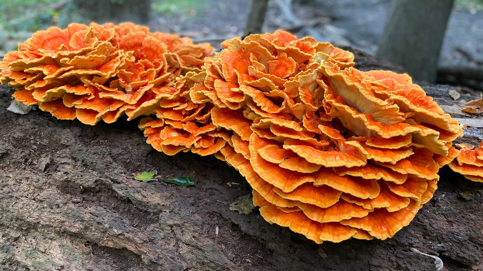 The Mushroom That Tastes Like Fried Chicken