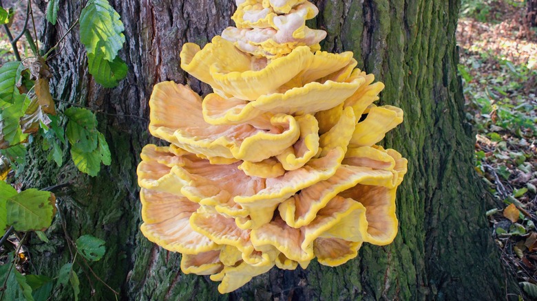 Chicken of the Woods growing on tree