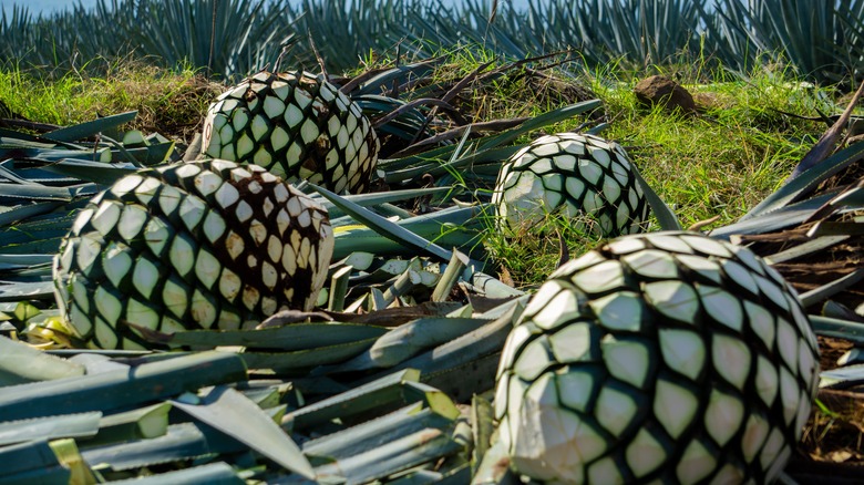 Agave being turned into tequila