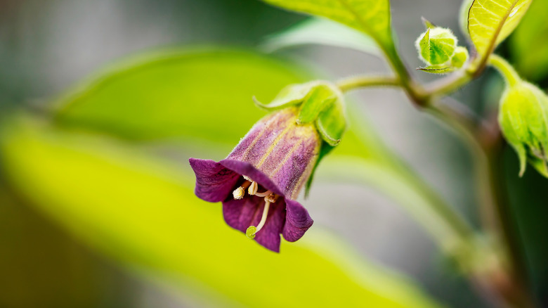 Atropa belladonna flower on plant