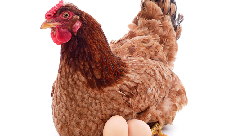brown chicken with tan eggs