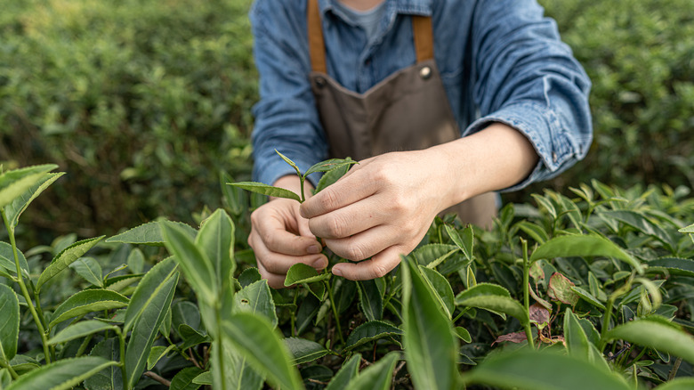 gardener with tea plant