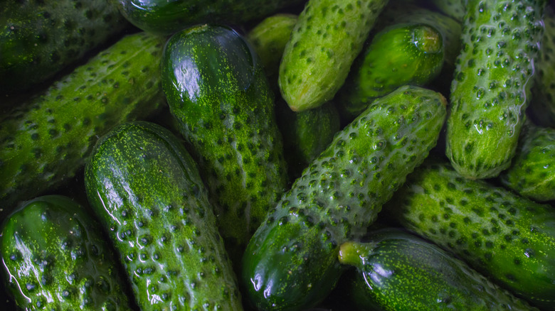 Fresh cucumbers in brine