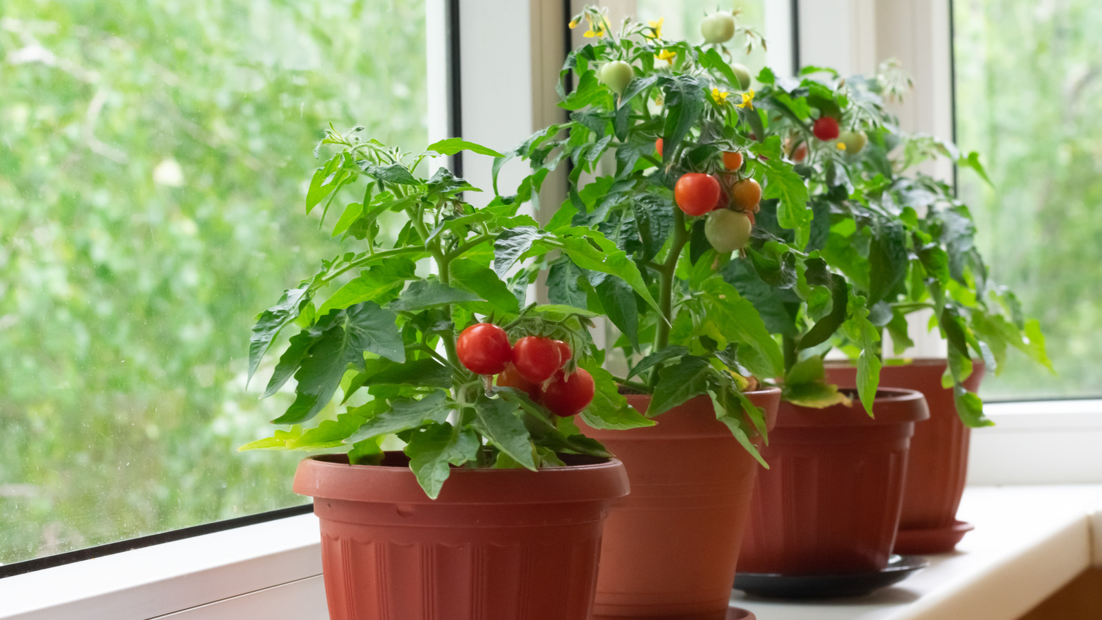 cherry tomato plant