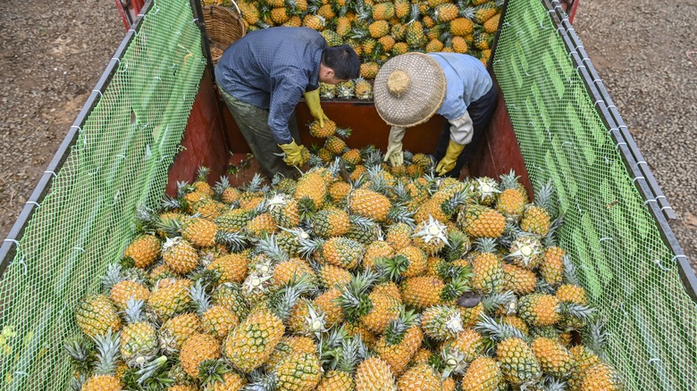 Farmers harvesting fresh pineapple
