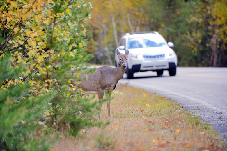 It's legal to eat roadkill in many US states