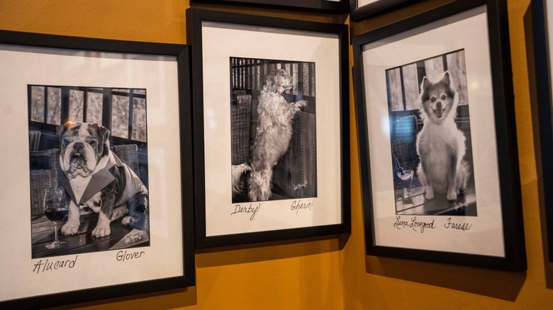 Black and white pictures of three dogs