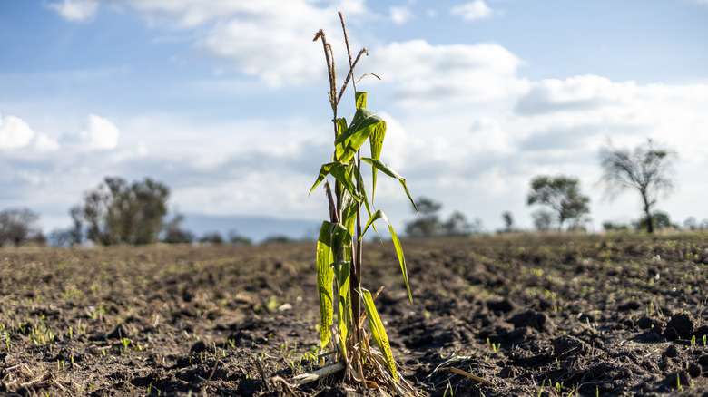 lone plant on farm field