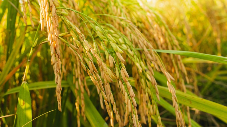 stalks of rice in field