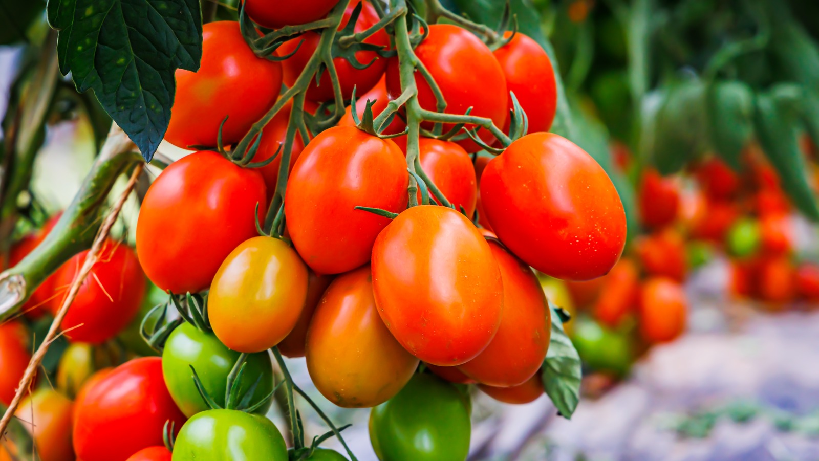 the-only-place-you-should-be-storing-fresh-tomatoes