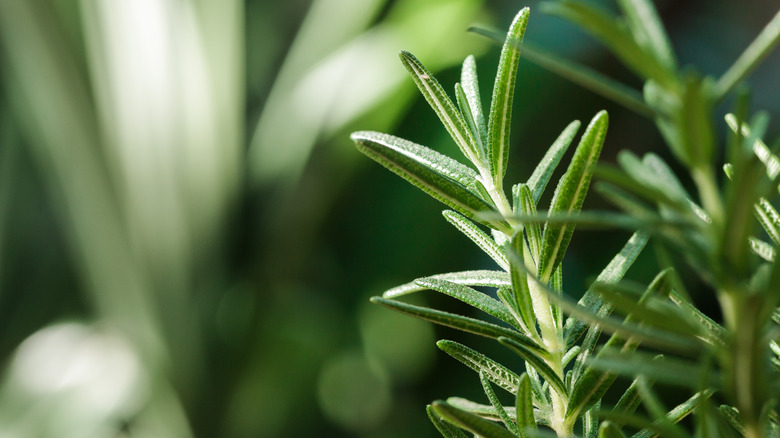 Rosemary sprigs