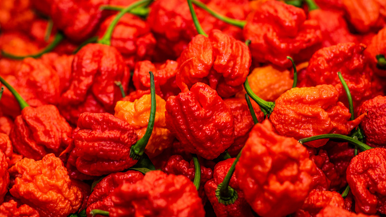 Multiple Carolina Reaper peppers