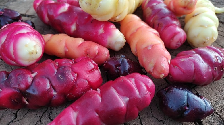 multicolored pile of oca 