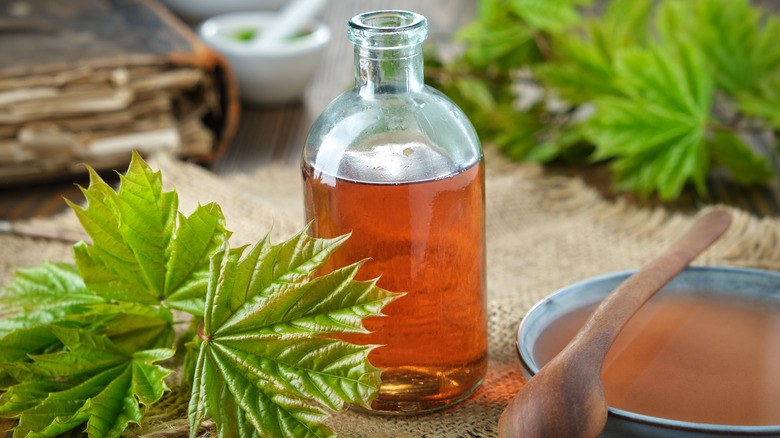 Maple extract in tincture