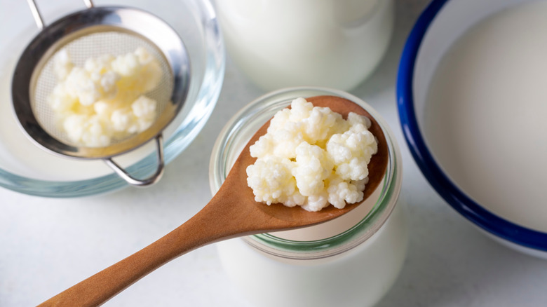 Kefir grains on a wooden spoon