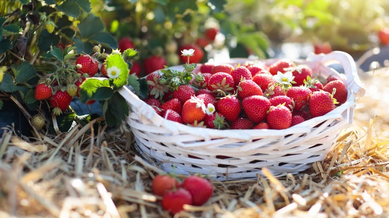 Basket of fresh-picked strawberries on a farm