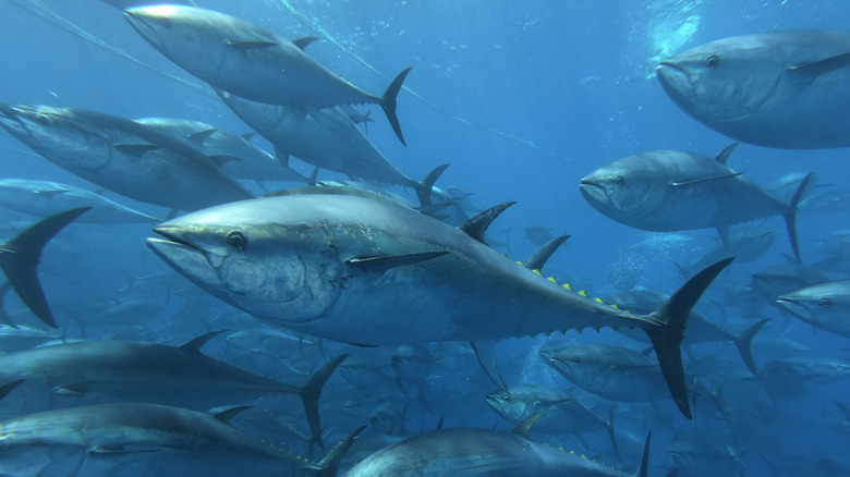 A school of swimming bluefin tuna.