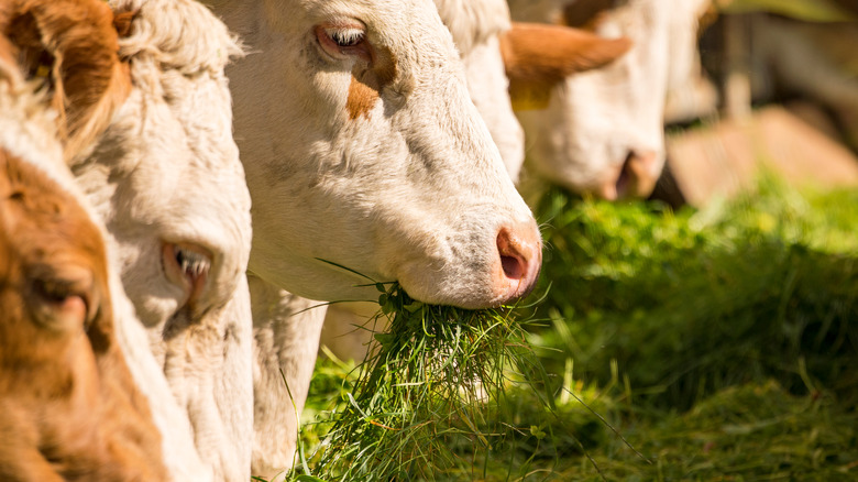 Cows eating grass