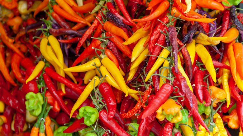 Variety of chile peppers