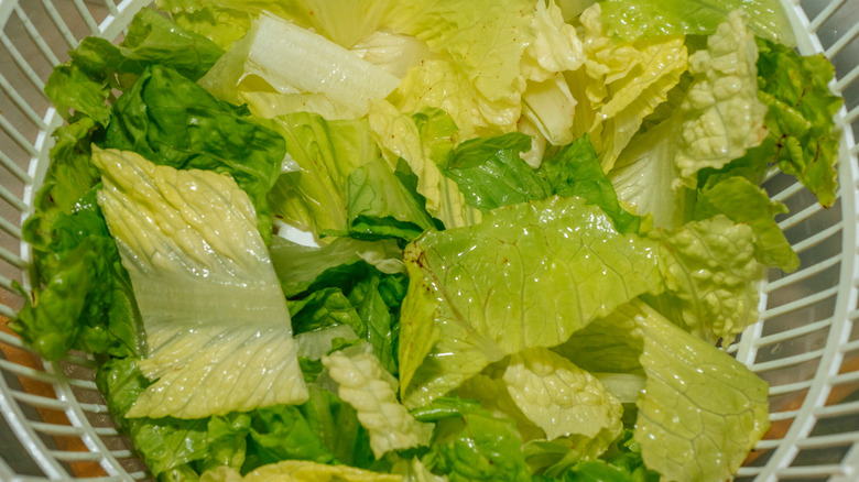 lettuce in spinner basket