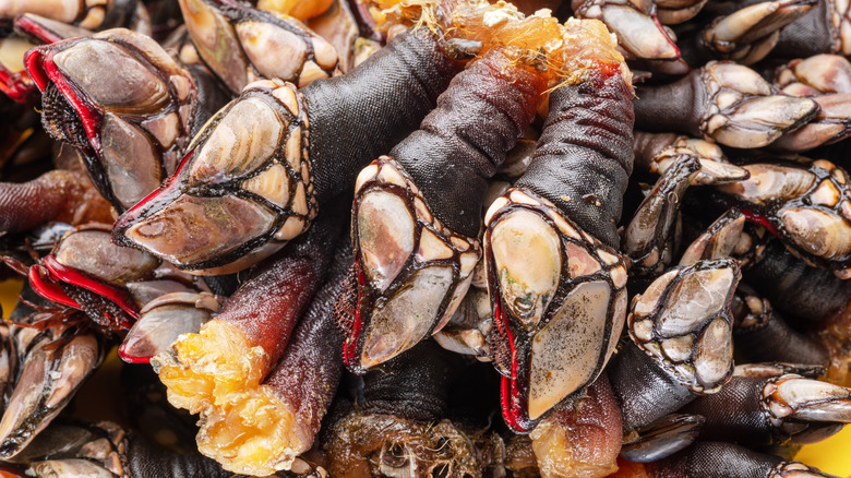 Raw goose barnacles