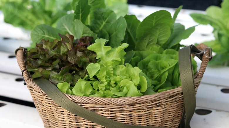 A basket of lettuce