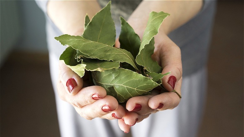 Hands cupping bay leaves 