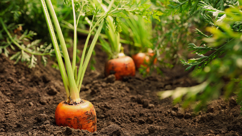 carrots growing in ground