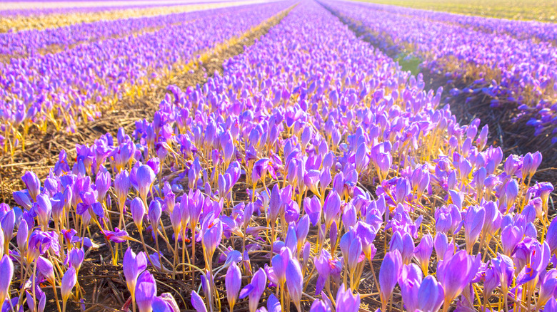 A crop of saffron flowers