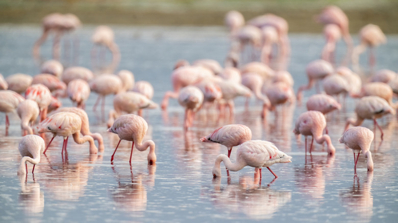 flock of pink flamingos