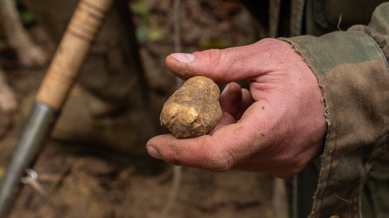 Truffle hunter holding a white truffle
