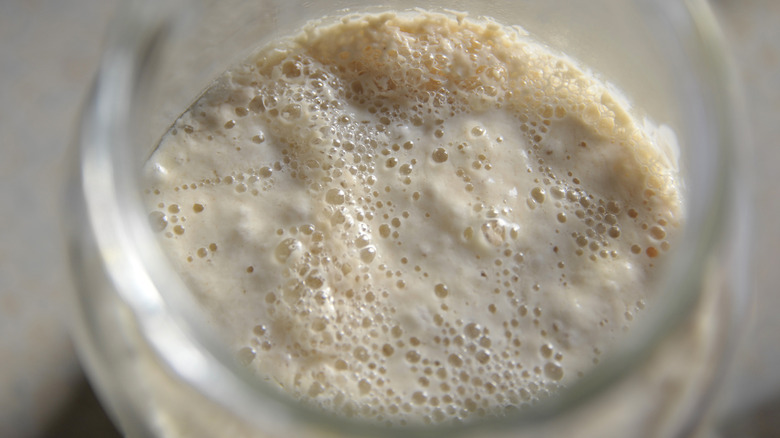 sourdough starter close up