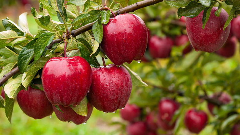 closeup of apple tree