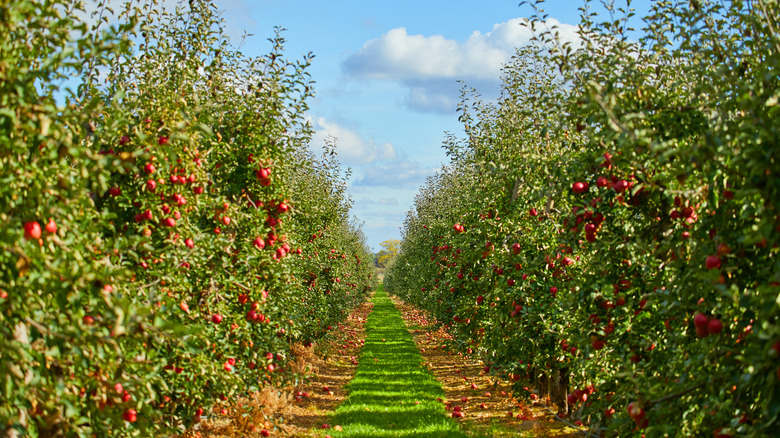 apple orchard 