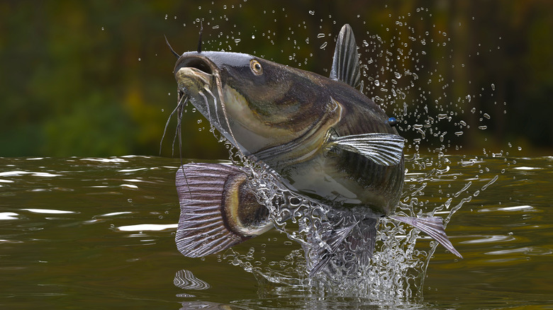 Jumping catfish in river