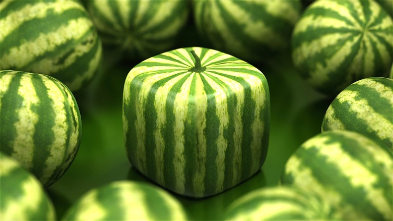 square watermelon among round watermelons