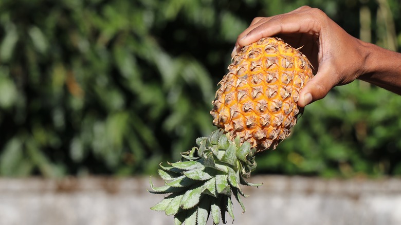 Hand holding pineapple upside down