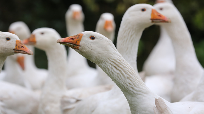 a flock of geese