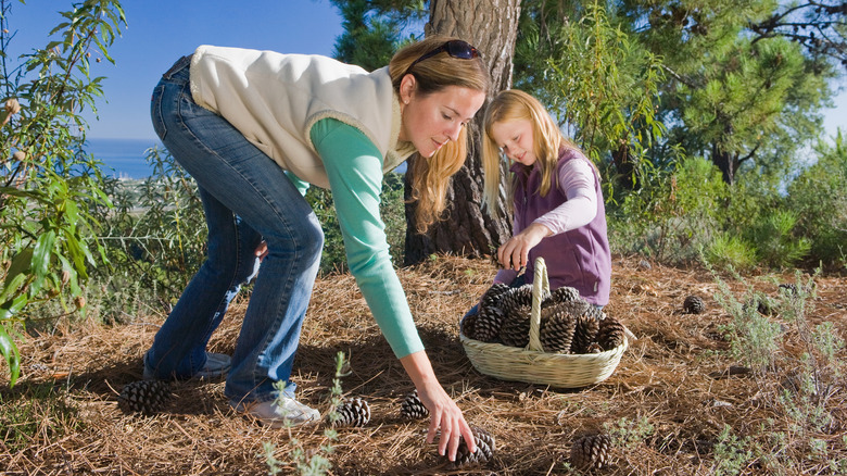 collecting pine cones