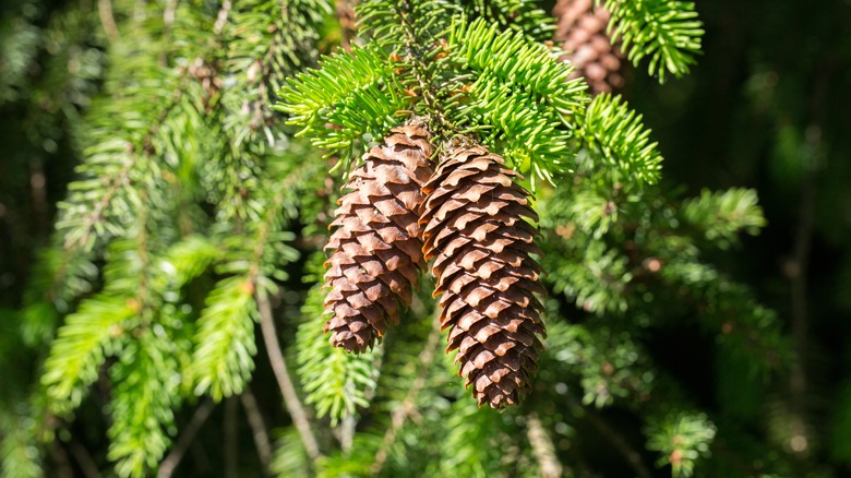 cones hanging on conifer