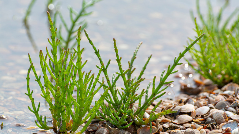 Pickleweed growing on sea shore