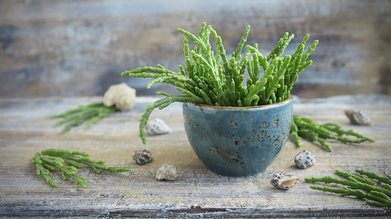 Bowl of fresh Salicornia