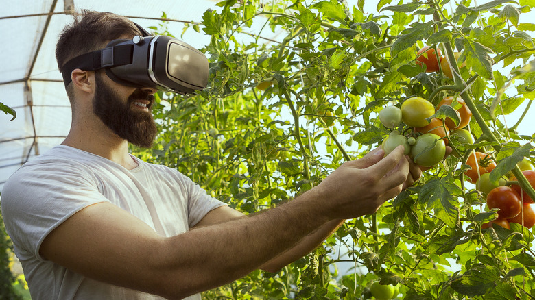 Man wearing virtual goggles greenhouse tomatos