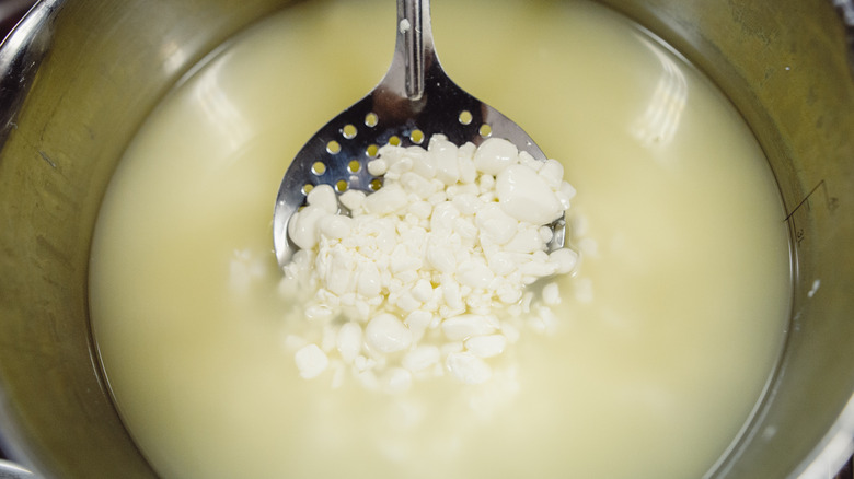 cottage cheese curds whey