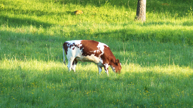 Swedish Red and White cow