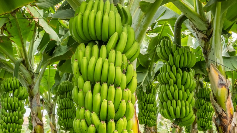 green bananas growing on trees