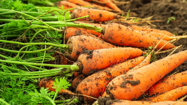 Freshly harvested carrots with dirt