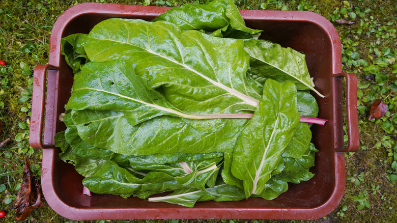 The Science Behind Why Your Lettuce Turns Pink And If Its Safe To Use