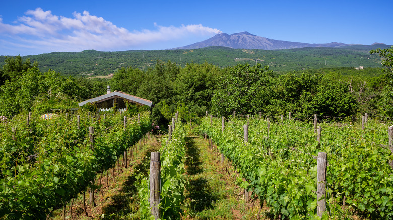 Volcanic vineyard at Mt. Etna